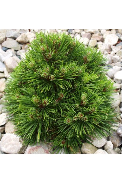 Сосна гірська Бенджамін 